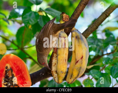 Rotäugigen Bulbul (Pycnonotus Brunneus) Stockfoto