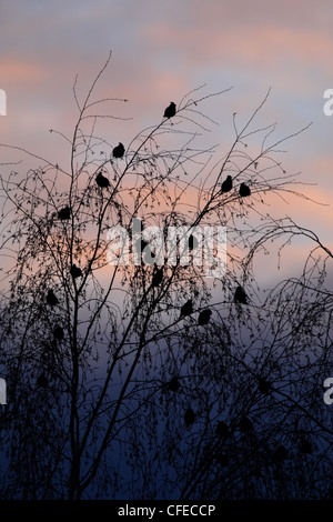 Silhouetten von europäischer Seidenschwanz (Bombycilla Garrulus) sitzt auf der Baumkrone. Stockfoto