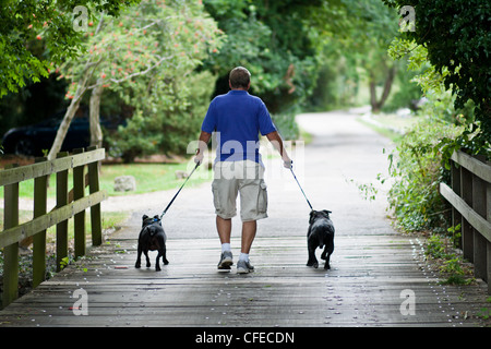 Ein Mann zu Fuß zwei Staffordshire Bullterrier auf einer Land-Strecke Stockfoto