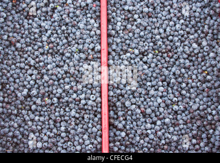 Box of Maine wilde Blaubeeren. Stockfoto