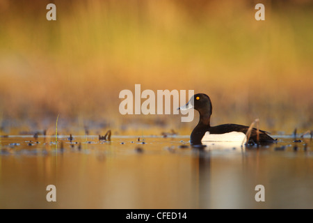 Reiherenten (Aythya Fuligula) im Frühjahr, Europa Stockfoto