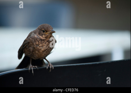 Vogel-Soor warten auf Essen Hand-out Stockfoto