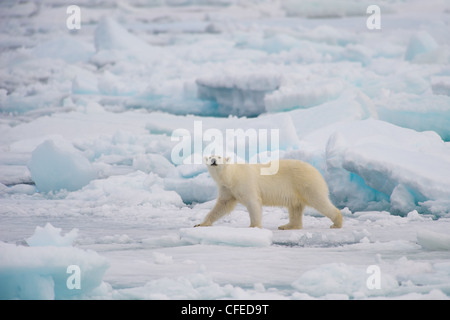 Ein Eisbär (Ursus Maritimus) roaming das Eis, auf der Suche nach Nahrung. Spitzbergen, Norwegen Stockfoto
