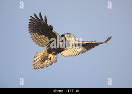 Eine nördliche Sperbereule über seine Jagd Stelle schweben. Europa Stockfoto