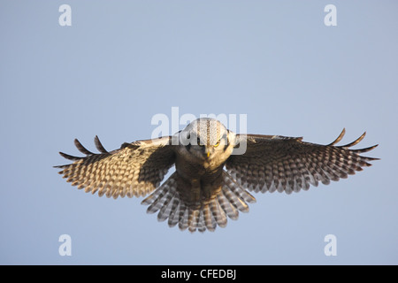 Eine nördliche Sperbereule über seine Jagd Stelle schweben. Europa Stockfoto