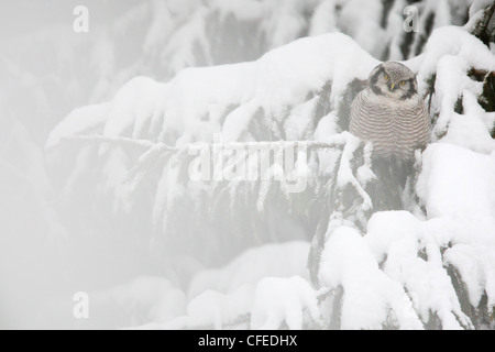 Wilden nördlichen Sperbereule thront über Schnee bedeckte Tanne. Stockfoto