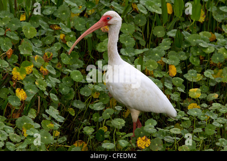 Weißer Ibis (Eudocimus Albus) füttern. Stockfoto