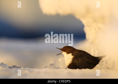 Weiße-throated Wasseramseln (Cinclus Cinclus) unterhalb der Eisrand Gähnen. Europa Stockfoto