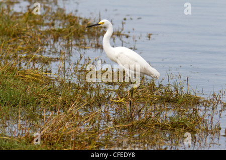 Snowy Silberreiher (Egretta unaufger), auf der Suche nach Nahrung. Stockfoto