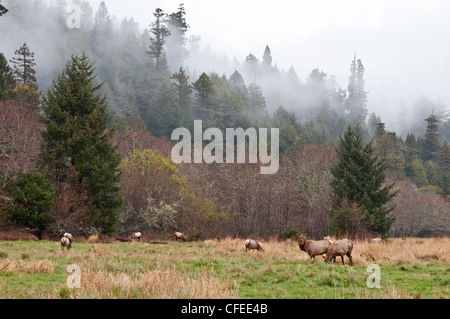 Herde von Roosevelt Elk, Cervus Canadensis Roosevelti Beweidung in Elk Wiese im Prairie Creek Redwoods State Park. Stockfoto