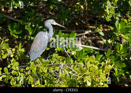 Dreifarbigen Heron auf Ästen (Egretta Tricolor). Stockfoto