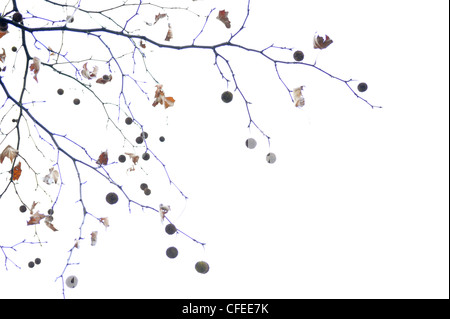 Platane-Filiale im Spätherbst Stockfoto