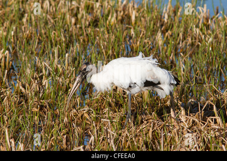 Holz-Storch (Mycteria Americana) auf der Suche nach Nahrung in Teich Schilf. Stockfoto