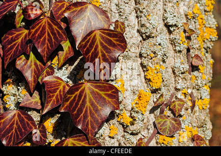 Efeu Klettern auf einen Baum (Hedera Helix) Stockfoto