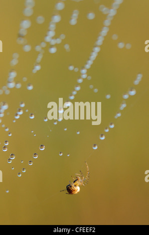 Cricket-Schläger Orb Weaver (Mangora Fotocommunity) mit eingeweichten Web. Stockfoto