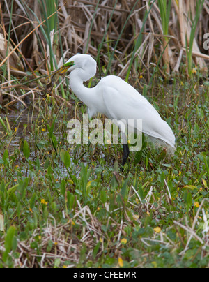 Silberreiher (Ardea Alba), versucht, einen Frosch zu schlucken, die sie gefangen genommen hat. Stockfoto