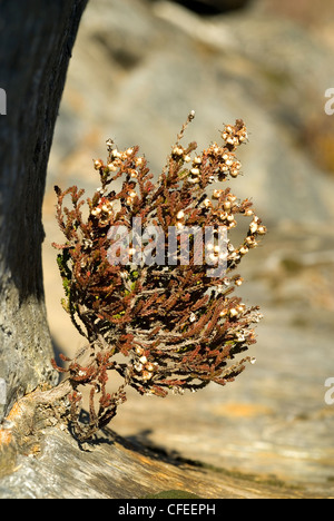 Gemeinsamen Heide (Calluna Vulgaris) in rauer Umgebung Stockfoto