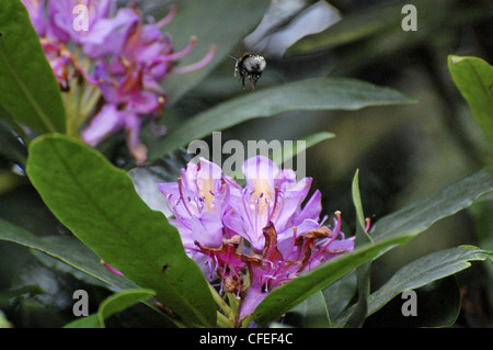 Biene im Flug über Blume etwa, für Pollen steigen Stockfoto