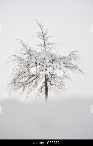 Baum im Winter, Schlossberg, Graz, Steiermark, Österreich Stockfoto