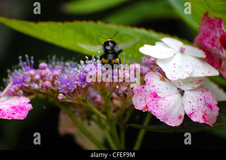 Hummel auf kleinen Blüten, die Gewinnung von pollen Stockfoto