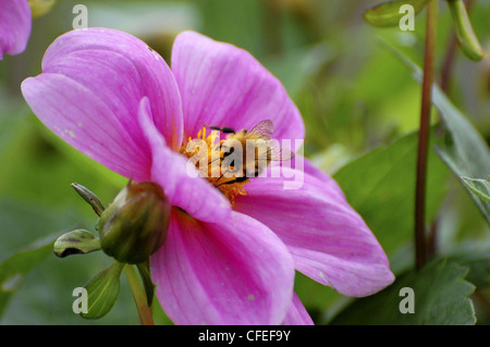 Hummel mit gelb behaart Rücken, die Gewinnung von Pollen aus Mitte der Blume Stockfoto