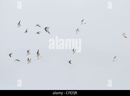Herde von schwarzen Skimmer fliegen über den Ozean, Golf von Mexiko, in der Nähe von St. Petersburg, Fort de Soto North Beach, Florida, USA Stockfoto