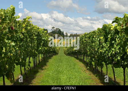 Reihen von Weinreben wachsen in einem Weinberg am südlichen Hochland von New South Wales, Australien Stockfoto