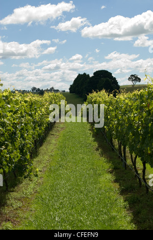 Reihen von Weinreben wachsen in einem Weinberg am südlichen Hochland von New South Wales, Australien Stockfoto