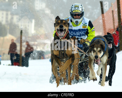 Schlitten Hund in Pirena in Spanien Stockfoto