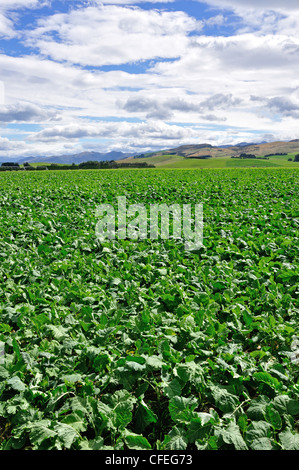 Bereich von grünem Gemüse in der Nähe von Culverden, North Canterbury, Region Canterbury, Südinsel, Neuseeland Stockfoto