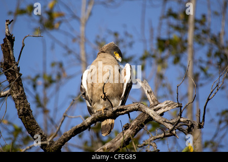 Crested Serpent Adler auf einem Baum im Bandhavgarh National Park Stockfoto