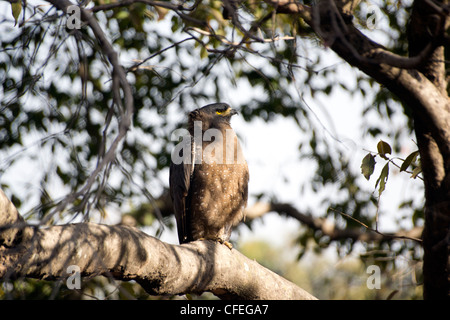 Crested Serpent Adler auf einem Baum im Bandhavgarh National Park Stockfoto