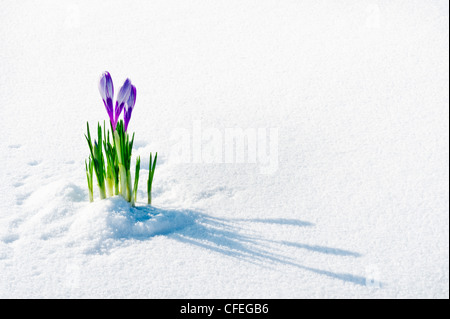 Silber-lila Krokusse mit lila Streifen entstehen unter Schneedecke im Garten, frühen Frühjahr Stockfoto