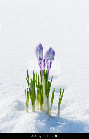 Silber-lila Krokusse mit lila Streifen entstehen unter Schneedecke im Garten, frühen Frühjahr Stockfoto