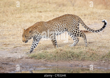 Männliche Leoparden (Panthera Pardus) Wandern, Sabie Sand Naturschutzgebiet, Südafrika Stockfoto