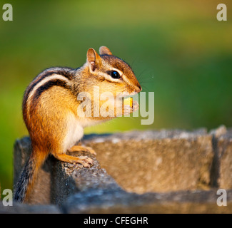 Süße wilde Streifenhörnchen halten Erdnuss mit Pfoten und Essen Stockfoto