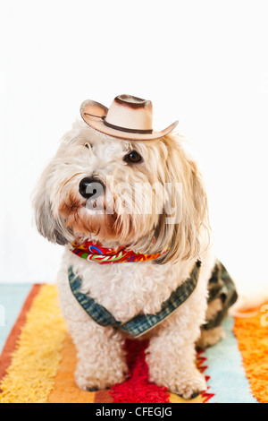 Entzückende Coton de Tulear Hund in Cowboy-Hut und Halstuch Stockfoto