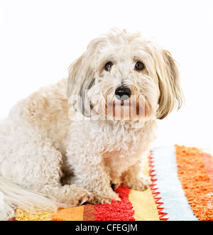 Entzückende Coton de Tulear Hundesitting auf bunten Teppich Stockfoto