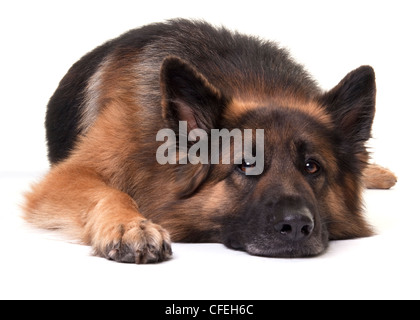 Deutscher Schäferhund liegend vor einem weißen Hintergrund Stockfoto