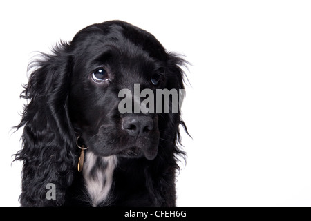 Schwarzen Spaniel Hund mit den traurigen Augen vor einem weißen Hintergrund Stockfoto