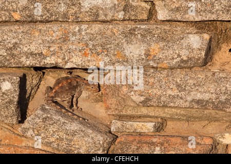 Southern-Rock Agama Agama Atra Atra, Papkuilsfontein Bauernhof, Nieuwoudtville, Northern Cape, Südafrika Stockfoto