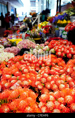 Protea in Kapstadt Trafalgar Place Adderley Street Blumenmarkt, Kapstadt, Südafrika Stockfoto