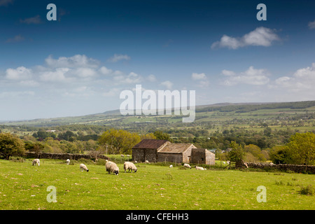 Großbritannien, England, Yorkshire, Wensleydale, Schloss Bolton, Schafbeweidung Stockfoto