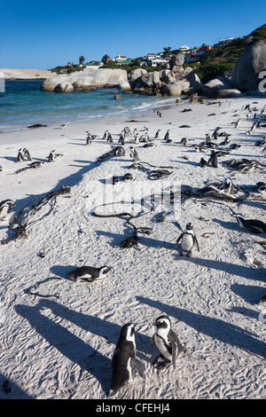 Afrikanische Pinguine, Spheniscus Demersus, Table Mountain National Park, Kapstadt, Südafrika Stockfoto