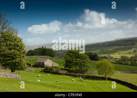 Großbritannien, England, Yorkshire, Wensleydale, Askrigg, Schafe grasen in der Nähe von Steinfeld Scheune Stockfoto