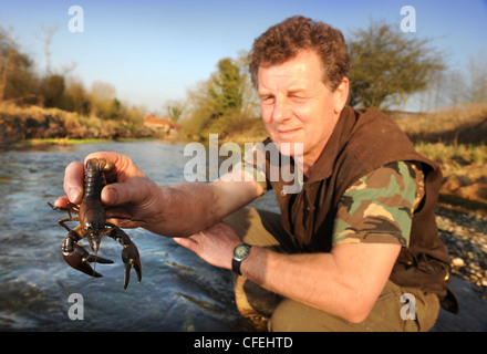 Die invasive amerikanische Signal Krebse gefangen von John Hounslow den Fluss Keeper auf dem Kennet am Stitchcombe, Wiltshire UK 2012 Stockfoto