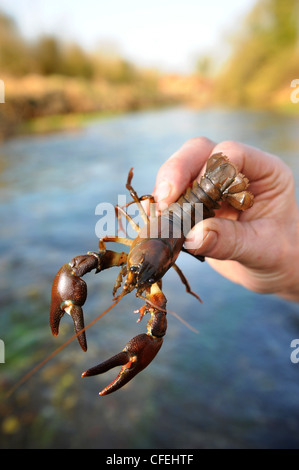 Die invasive amerikanische Signal Krebse gefangen von John Hounslow den Fluss Keeper auf dem Kennet am Stitchcombe, Wiltshire UK 2012 Stockfoto