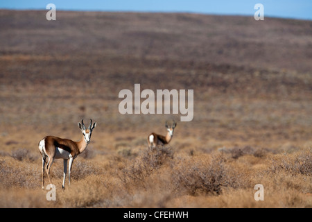 Springbock, Antidorcas Marsupialis in Karoo Landschaft, Tankwa-Karoo-Nationalpark, Südafrika Stockfoto