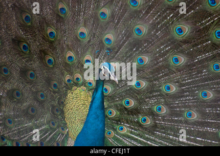 Männliche indische Pfau (Pavo Cristatus) Anzeige vor dem Weibchen in einer eindrucksvollen Demonstration seiner schillernden Zug der Schwanzfedern. Stockfoto