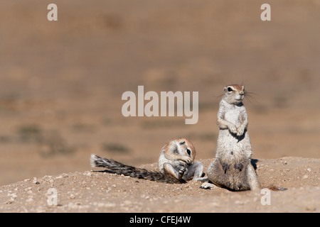 Erdhörnchen, Xerus Inauris, Mutter und Baby an Burrow, Kgalagadi Transfrontier Park, Northern Cape, South Africa Stockfoto